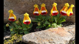 Darwin’s slipper plant from Patagonia  Calceolaria uniflora [upl. by Hannahsohs]