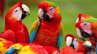 All mutations of Rare Macaws at one place [upl. by Bultman]