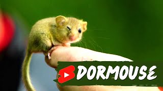 Dormouse 🐭 The Adorable Nocturnal Rodent shorts animals dormouse [upl. by Hasen863]