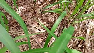 Tá moído das pacas vejam o vídeo natureza selva fruteira [upl. by Patience]