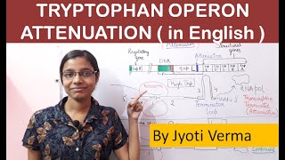 Tryptophan Operon Attenuation  in english [upl. by Klingel150]