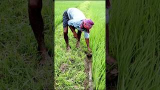 Keep Ridges Weed Free to Avoid Pests amp Diseases shorts [upl. by Nya]