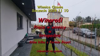 WINOROŚL  Prace w winnicy w listopadzie  Winnica Cisowa 2024 11 10 [upl. by Elvina159]