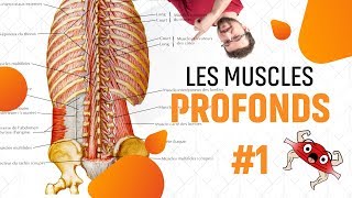 DOULEURS BAS DU DOS CAUSES  EPISODE 6 Muscles Profonds du Dos Partie 1 [upl. by Kassaraba]