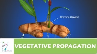 VEGETATIVE PROPAGATION [upl. by Aillemac]