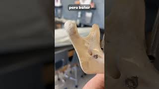 Esto te hace un dentista anatomia medicina curiosidades cuerpo mandibula [upl. by Hirza883]