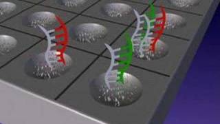 DNA microarrays [upl. by Aliahs725]