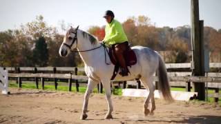 LeptospiraAssociated Equine Recurrent Uveitis – Harveys Story [upl. by Amrac308]