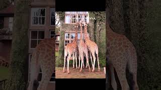 Giraffe Manor Hotel NAIROBI Kenya [upl. by Anneirb994]