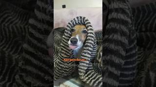 Mangia minestra😂 merybijouesciarpina jackrussell pintus comedy [upl. by Shelly]