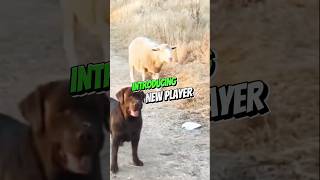 Heartwarming Labrador Retrievers and Sheep Form Unlikely Bond [upl. by Milano]