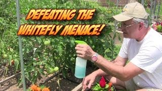 Defeating the Whitefly Garden Menace [upl. by Anihsak]