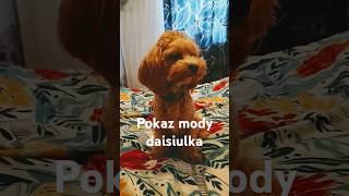 Pokaz mody daisiulka 🐾 który najlepszy [upl. by Aisenet]