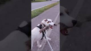 Dog wrangles stick dog bigstick dogwalk [upl. by Carena]