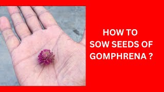 HOW TO SOW SEEDS OF GOMPHRENA [upl. by Tezile519]