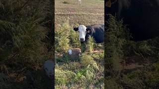 New Charolais cross baby calf shortscattlefarming agriculture [upl. by Auohs]