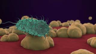 Bacteria 3D Animation [upl. by Eissat]