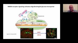 Keynote Novel functions of oligodendrocytes and myelin in axonal energy metabolism [upl. by Washington]