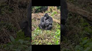 Have you visited bwindi Impenetrable national park wwwexpresssafariscom [upl. by Nuahsak586]