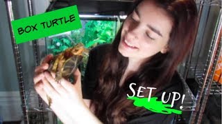 BOX TURTLE CAGE SETUPS [upl. by Gelasias724]