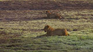 Tracking Lion Recovery in Gorongosa National Park  HHMI BioInteractive [upl. by Tarra200]