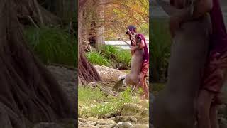 Part 2 ⚡️Man saves drowning deer in san antonio River Texas wildlife gone wild 💥 [upl. by Stelmach264]