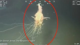 5 Unexplained amp Mysterious Deep Sea Creatures Caught On Camera [upl. by Idak]