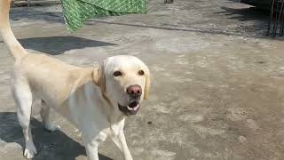 labrador barking 🦮🦮viralyoutubevideos labrador tranding doglover labrador labradorlovers [upl. by Hunfredo901]