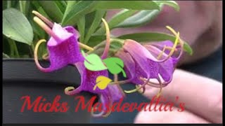 Masdevallia Glandulosa orchid spotlight video 23 [upl. by Simpkins]