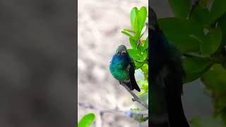 Broadbilled Hummingbird Vocalizing Madera Canyon birds nature wildlife hummingbird [upl. by Adham176]