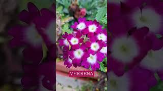 Verbena flower [upl. by Neelac526]