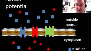 Neuron action potentials [upl. by Hanzelin464]