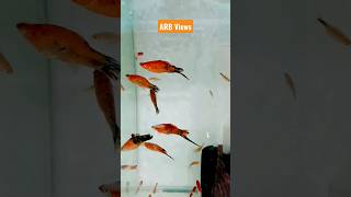 Swordtail fish  molly fish tank shorts swordtail [upl. by Ellehc]