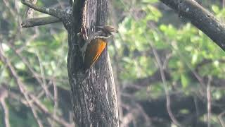 MVI 0115 Female Himalayan Flameback Dehradun Rajaji 161124 morn [upl. by Duwad835]