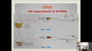 Itinerario di biologia Dna ed esperimenti di Griffith [upl. by Shute903]