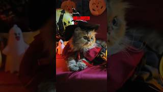 HALLOWEEN CAT  MUEZZA shorts catlover halloween kucinglucu fyp [upl. by Nylitsirk]