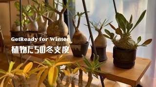 植物たちの冬支度第三弾！剪定して挿し木を作ってパキポディウムを取り込む 冬の準備をする我が家の珍奇植物11月の様子 [upl. by Isac775]