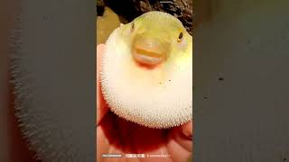 Puffer fish puffing up fiss pufferfish trending viralvideo [upl. by Spearing]