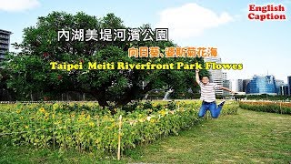 台北旅遊景點 內湖美堤河濱公園種滿了向日葵、波斯菊和百日草，五顏六色的花海假日休閒好去處 [upl. by Hannan]