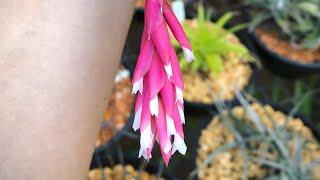 Tillandsia tenuifolia var surinamensis shorts [upl. by Cello]