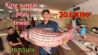 KING SUNGAI JELAI TEMOLEHTEMELIAN 306 KILO TEWAS [upl. by Nylkaj]