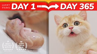 😂Cat Haters Nightmare  How Kittens Grow Up 0365 Days [upl. by Sandeep143]