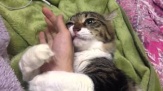 Cat Hugs Owners Arm [upl. by Issi]