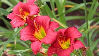 Mondini Plantas Cultivo de Hemerocallis [upl. by Abbe985]