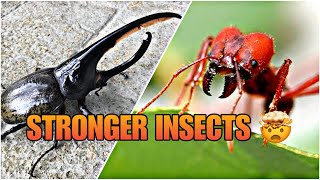 TOP 10 STRONGEST INSECTS IN THE WORLD [upl. by Nirret]