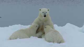 Polar bear nursing her two cubs Svalbard Norway July 2016 [upl. by Uzzial]