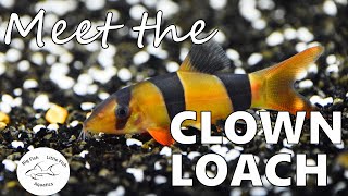 Meet the Clown Loach  Species Profile [upl. by Schram]