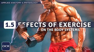 OCR GCSE PE  EFFECTS OF EXERCISE Short Term amp Long Term  Applied Anatomy amp Physiology 15 [upl. by Enidlareg]