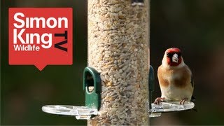 How to Feed Garden Birds [upl. by Shira]