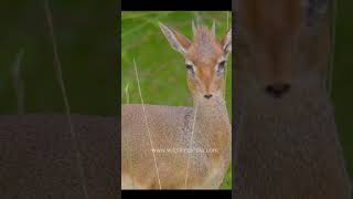 Kirks dik dik also known dwarf antelope [upl. by Lothario881]